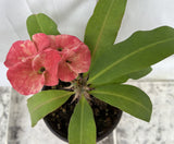 Euphorbia Milii DANCING QUEEN (POP CHOK) Crown of Thorns Corona De Cristo Succulent/Cactus