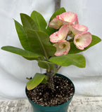 Euphorbia Milii SIAN BURAPHA Crown Of Thorns  Poysean Corona De Cristo