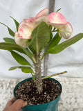 Euphorbia Milii SIAN BURAPHA Crown Of Thorns  Poysean Corona De Cristo