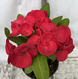 Euphorbia Milii GREAT LOVE Crown of Thorns Corona de Cristo Succulent