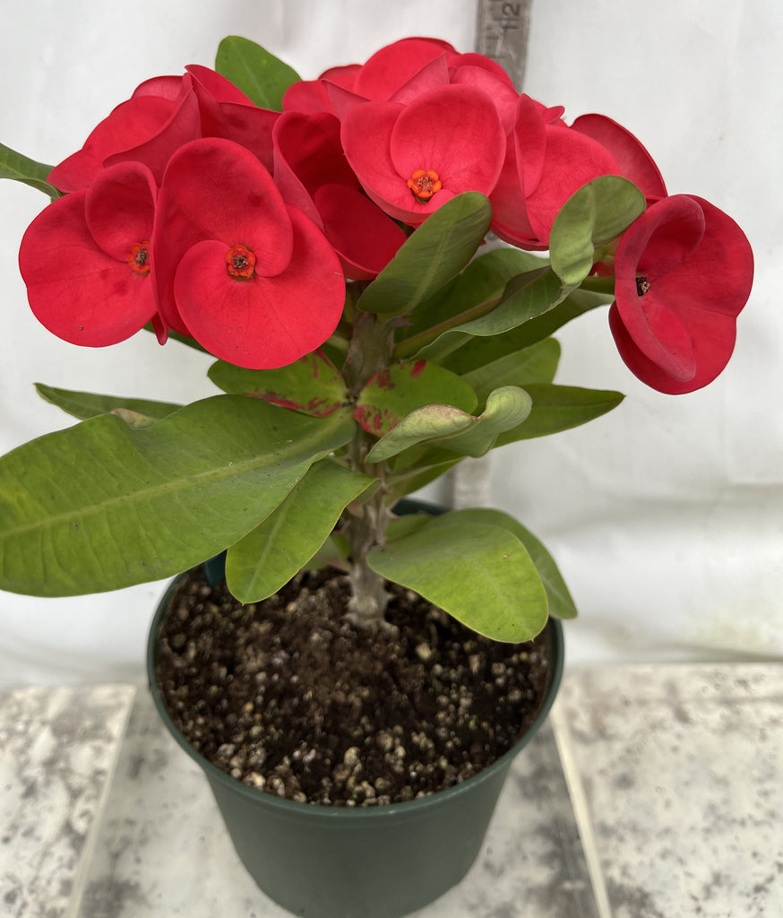 corona succulents Euphorbia Milii GREAT LOVE Crown of Thorns Corona de Cristo Succulent – Euphorbia Milii Garden (Crown Of Thorns)