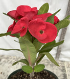 Euphorbia Milii GREAT LOVE Crown of Thorns Corona de Cristo Succulent