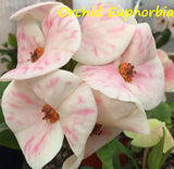 Euphorbia Milii ORCHID EUPHORBIA Crown Of Thorns Thai Hybrid Corona de Cristo