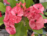 Euphorbia Milii "Cerise" Crown Of Thorns Thai Hybrid Corona de Cristo