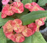 Euphorbia Milii ORANGE GIULIA Crown of Thorns Corona De Cristo Rare Poysean