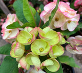 Euphorbia Milii Desiree Crown of Thorns – Starter Cutting