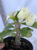 Euphorbia Milii RAMA 9 Crown Of Thorns  Poysean Corona De Cristo