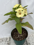 Euhorbia Milii Crown Of Thorns Corona de Cristo New Hybrid Yellow Variety