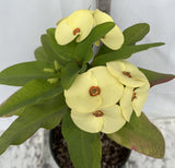 Euhorbia Milii Crown Of Thorns Corona de Cristo New Hybrid Yellow Variety