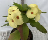 Euhorbia Milii Crown Of Thorns Corona de Cristo New Hybrid Yellow Variety