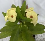 Euhorbia Milii Crown Of Thorns Corona de Cristo New Hybrid Yellow Variety