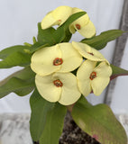 Euhorbia Milii Crown Of Thorns Corona de Cristo New Hybrid Yellow Variety