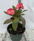 Euhorbia Milii Crown Of Thorns Corona de Cristo 'Name it Yourself' Pink Variety