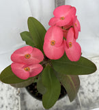 Euhorbia Milii Crown Of Thorns Corona de Cristo 'Name it Yourself' Pink Variety