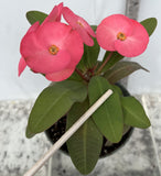 Euhorbia Milii Crown Of Thorns Corona de Cristo 'Name it Yourself' Pink Variety