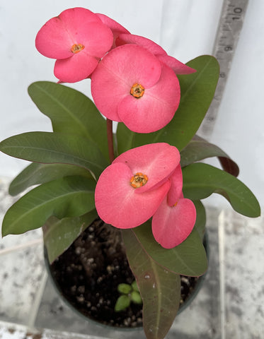 Euhorbia Milii Crown Of Thorns Corona de Cristo 'Name it Yourself' Pink Variety