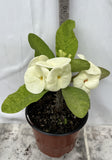 Euphorbia Milii SNOW QUEEN Crown of Thorns Corona de Cristo