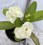 Euphorbia Milii SNOW QUEEN Crown of Thorns Corona de Cristo