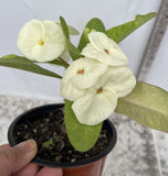 Euphorbia Milii SNOW QUEEN Crown of Thorns Corona de Cristo