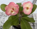 Euphorbia Milii UDOM PHON Crown of Thorns Corona de Cristo Cactus Thai Hybrid