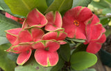 Euphorbia Milii TOP MILLIONAIRE (Yod Sethee) Crown of Thorns Corona de Cristo