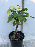 Euphorbia Milii FUJI WHITE Crown of Thorns Corona de Cristo Cactus/Succulents