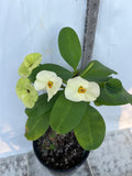 Euphorbia Milii FUJI WHITE Crown of Thorns Corona de Cristo Cactus/Succulents