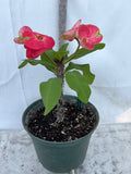 Euphorbia Milii FLAME of the FOREST Corona de Cristo Tropicals Succulents