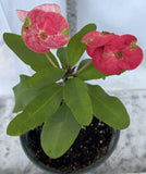 Euphorbia Milii FLAME of the FOREST Corona de Cristo Tropicals Succulents