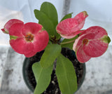 Euphorbia Milii FLAME of the FOREST Corona de Cristo Tropicals Succulents