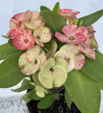 Euphorbia Milii KEANG DAO Crown of Thorns Corona De Cristo