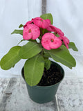 Euphorbia Milii ENCHANTED PINK Crown of Thorns  Corona de Cristo Cactus/Succulent