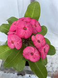 Euphorbia Milii ENCHANTED PINK Crown of Thorns  Corona de Cristo Cactus/Succulent