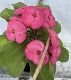 Euphorbia Milii ENCHANTED PINK Crown of Thorns  Corona de Cristo Cactus/Succulent