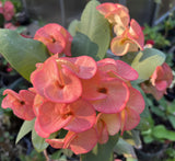 Euphorbia Milii TEQUILA SUNRISE Crown of Thorns Corona De Cristo