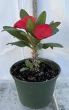 Euhorbia Milii Crown Of Thorns Corona de Cristo 'Name it Yourself' Red Variety