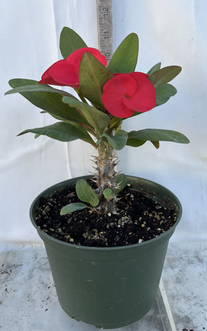 Euhorbia Milii Crown Of Thorns Corona de Cristo 'Name it Yourself' Red Variety