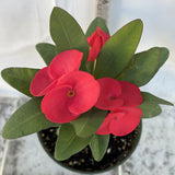 Euhorbia Milii Crown Of Thorns Corona de Cristo 'Name it Yourself' Red Variety