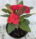 Euhorbia Milii Crown Of Thorns Corona de Cristo 'Name it Yourself' Red Variety