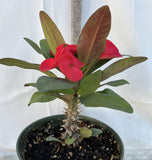 Euhorbia Milii Crown Of Thorns Corona de Cristo 'Name it Yourself' Red Variety