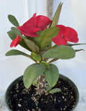 Euhorbia Milii Crown Of Thorns Corona de Cristo 'Name it Yourself' Red Variety