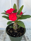 Euhorbia Milii Crown Of Thorns Corona de Cristo 'Name it Yourself' Red Variety