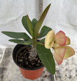 Euphorbia Milii OBEI OBEI Crown Of Thorns Corona de Cristo Giant Thai Hybrid