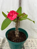 Euphorbia Milii UDOM SETHI Crown of Thorns Corona de Cristo Rare