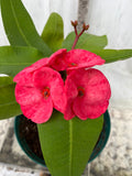 Euphorbia Milii UDOM SETHI Crown of Thorns Corona de Cristo Rare