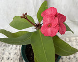 Euphorbia Milii UDOM SETHI Crown of Thorns Corona de Cristo Rare