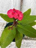 Euphorbia Milii UDOM SETHI Crown of Thorns Corona de Cristo Rare