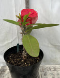 Euphorbia Milii THE EMPRESS Crown of Thorns Corona De Cristo Giant Thai Hybrid