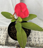 Euphorbia Milii THE EMPRESS Crown of Thorns Corona De Cristo Giant Thai Hybrid