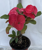 Euphorbia Milii SIAM SUNSHINE Crown of Thorns Corona De Cristo